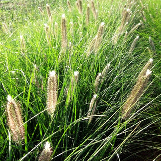Lampenputzergras 'Japonicum' (Pennisetum alopecuroides)