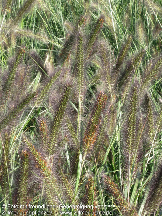 Lampenputzergras (Pennisetum alopecuroides var.viridescens)