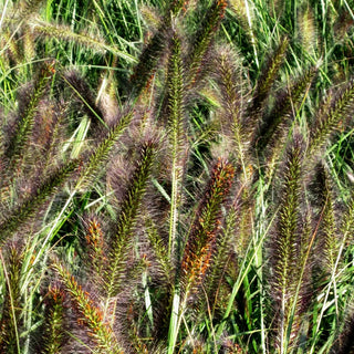 Lampenputzergras (Pennisetum alopecuroides var.viridescens)
