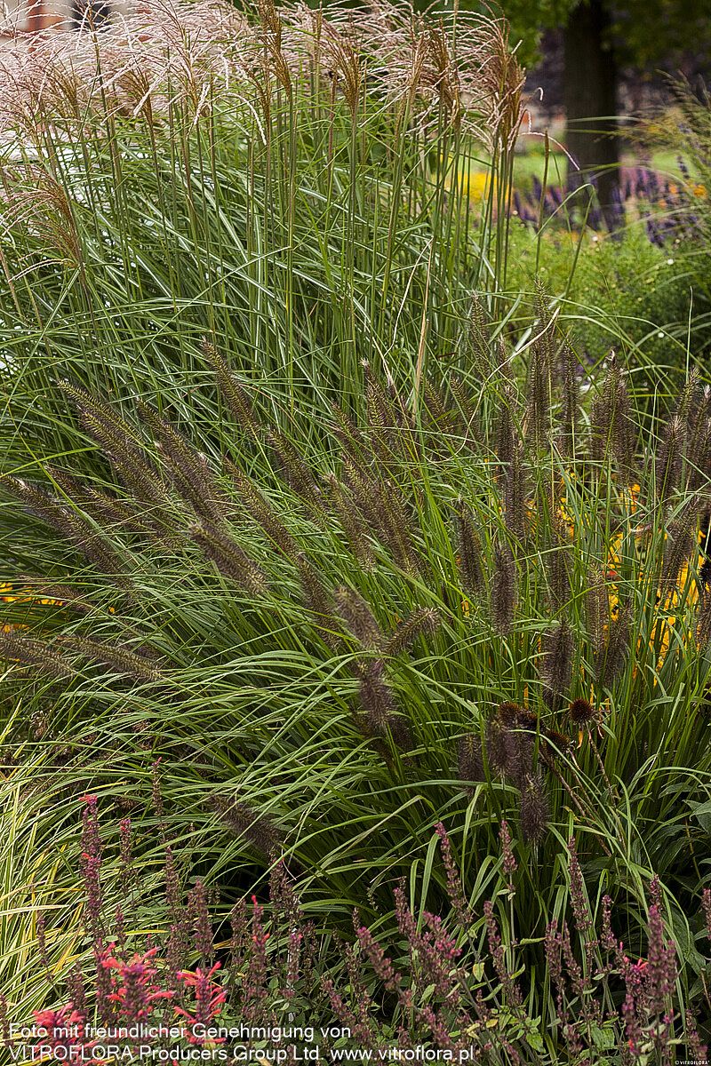 Lampenputzergras (Pennisetum alopecuroides var.viridescens)
