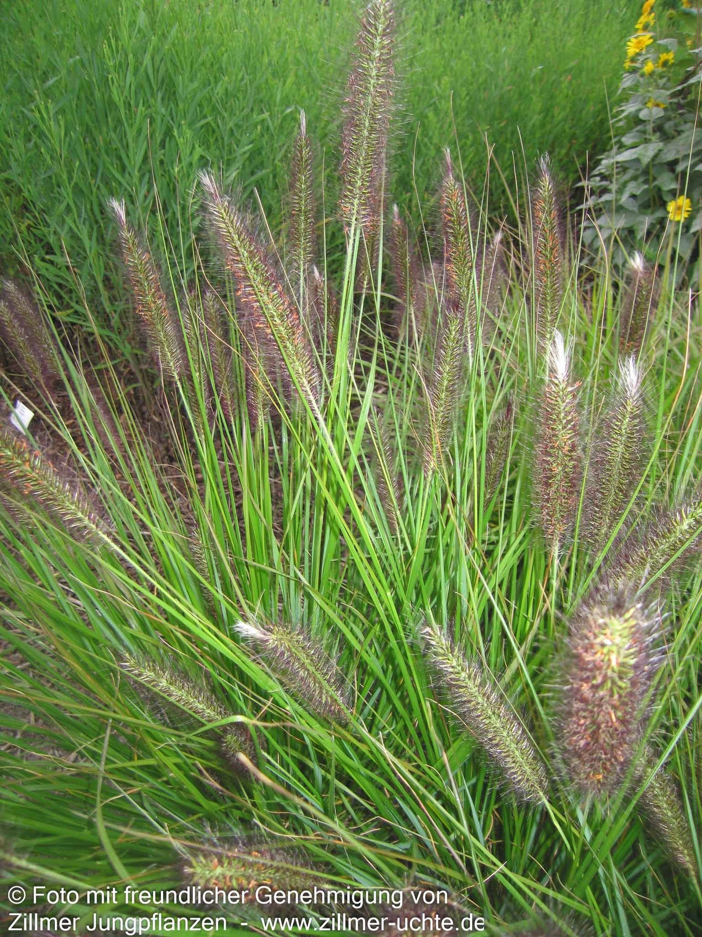 Lampenputzergras (Pennisetum alopecuroides var.viridescens)