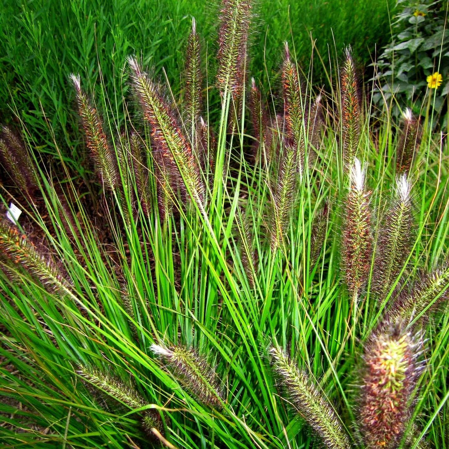 Lampenputzergras (Pennisetum alopecuroides var.viridescens)