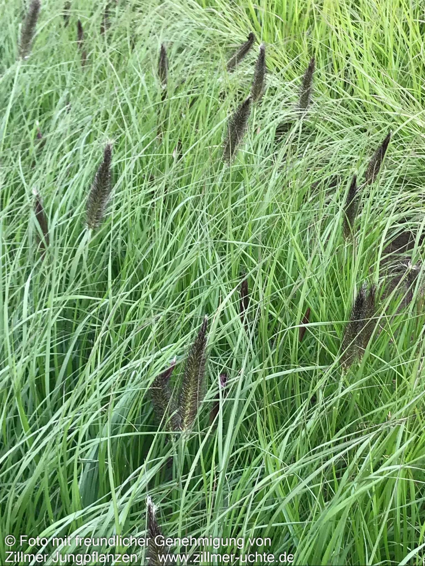 Lampenputzergras (Pennisetum alopecuroides var.viridescens)