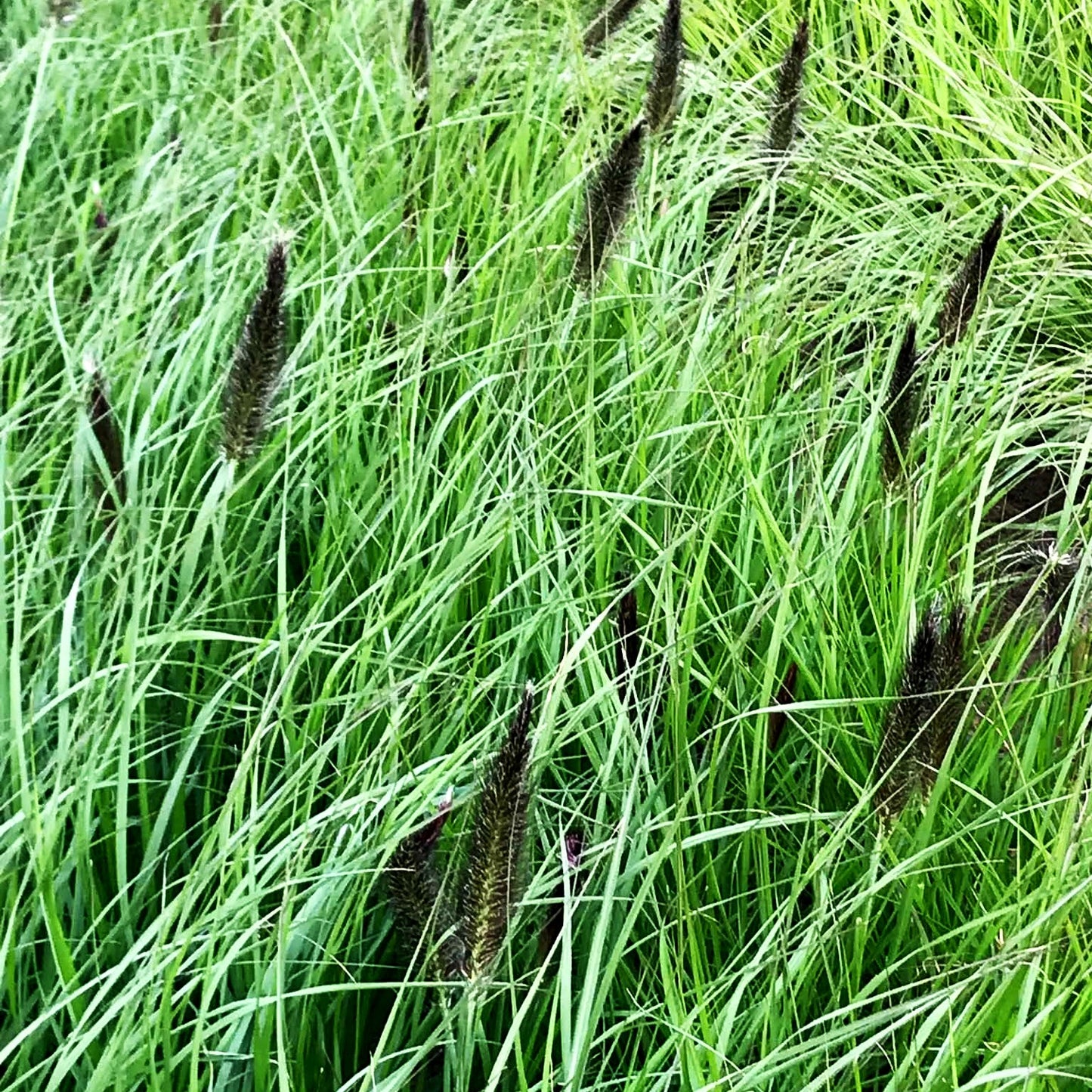 Lampenputzergras (Pennisetum alopecuroides var.viridescens)