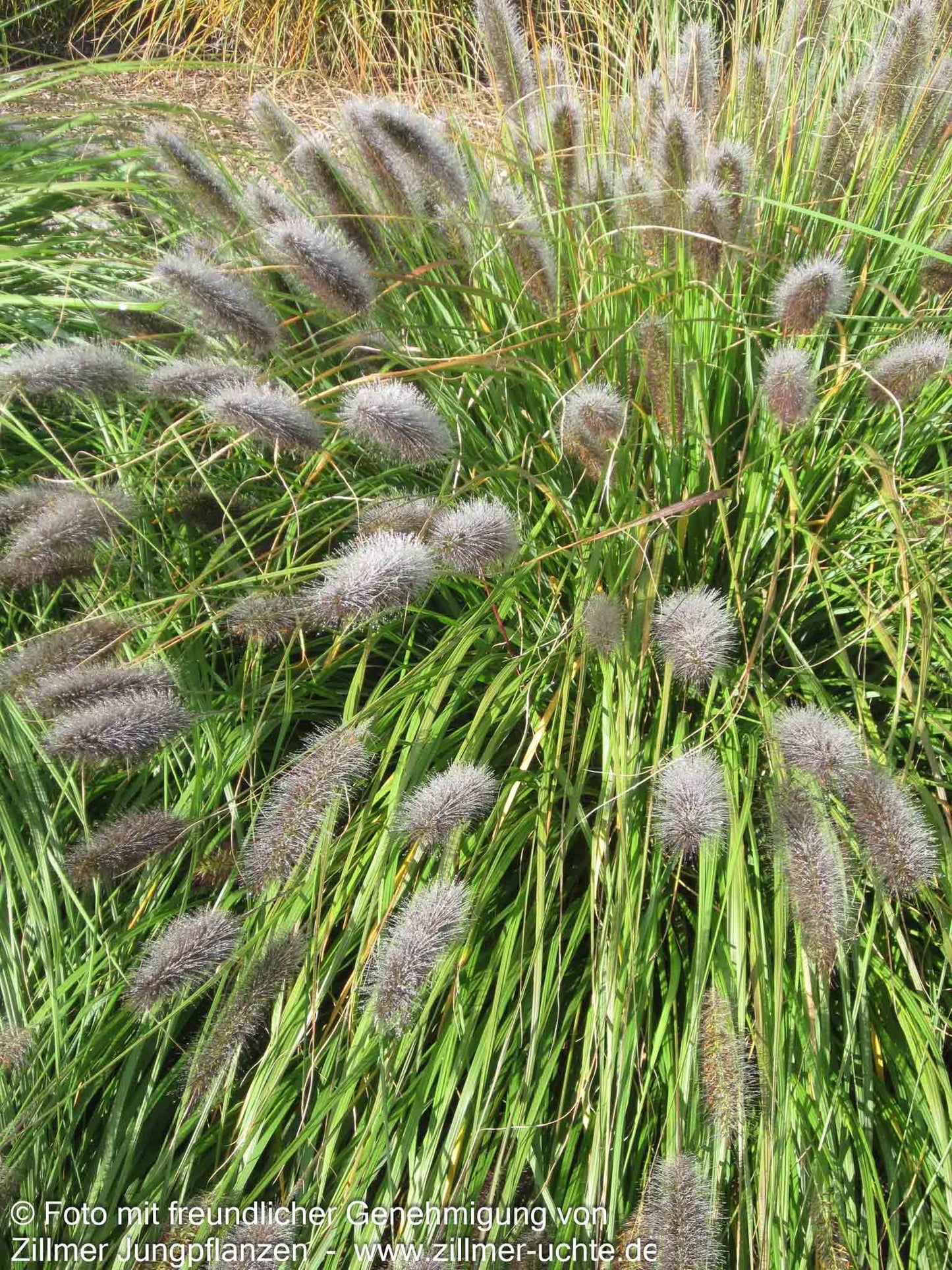 Lampenputzergras (Pennisetum alopecuroides var.viridescens)