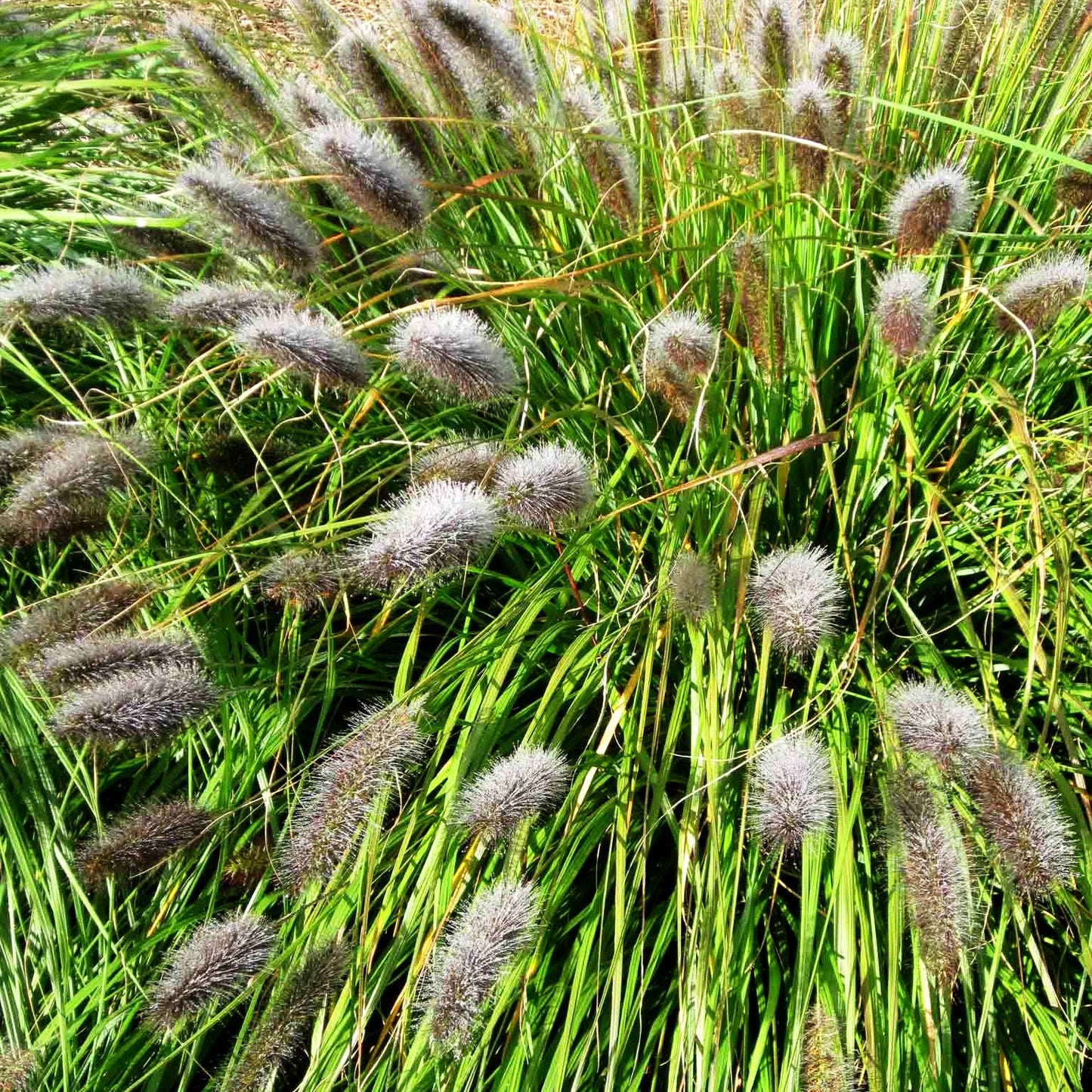 Lampenputzergras (Pennisetum alopecuroides var.viridescens)