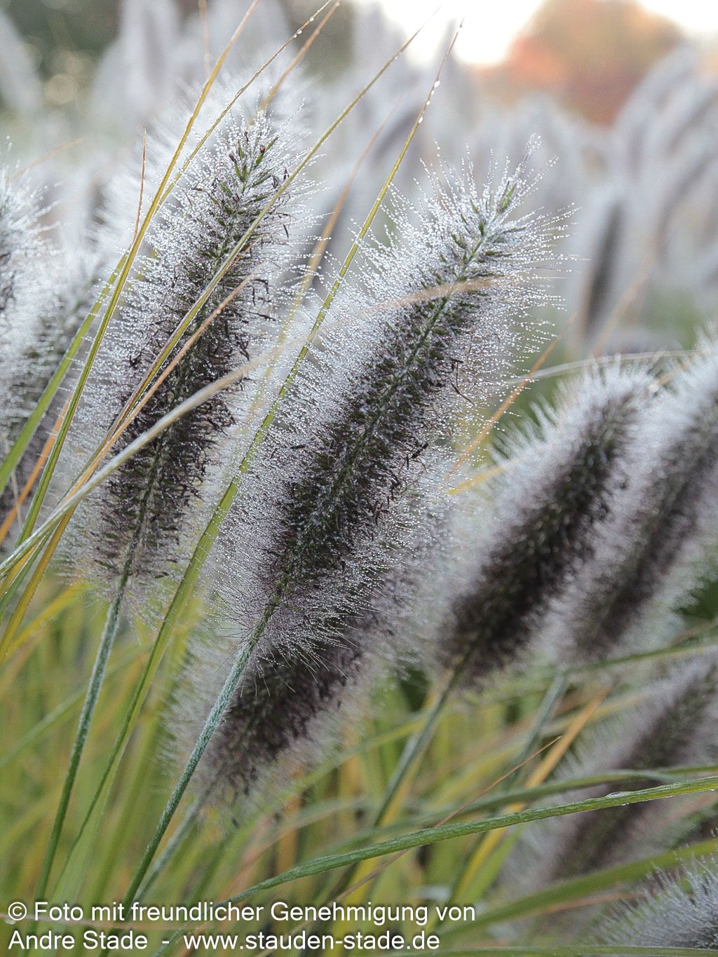Lampenputzergras (Pennisetum alopecuroides var.viridescens)