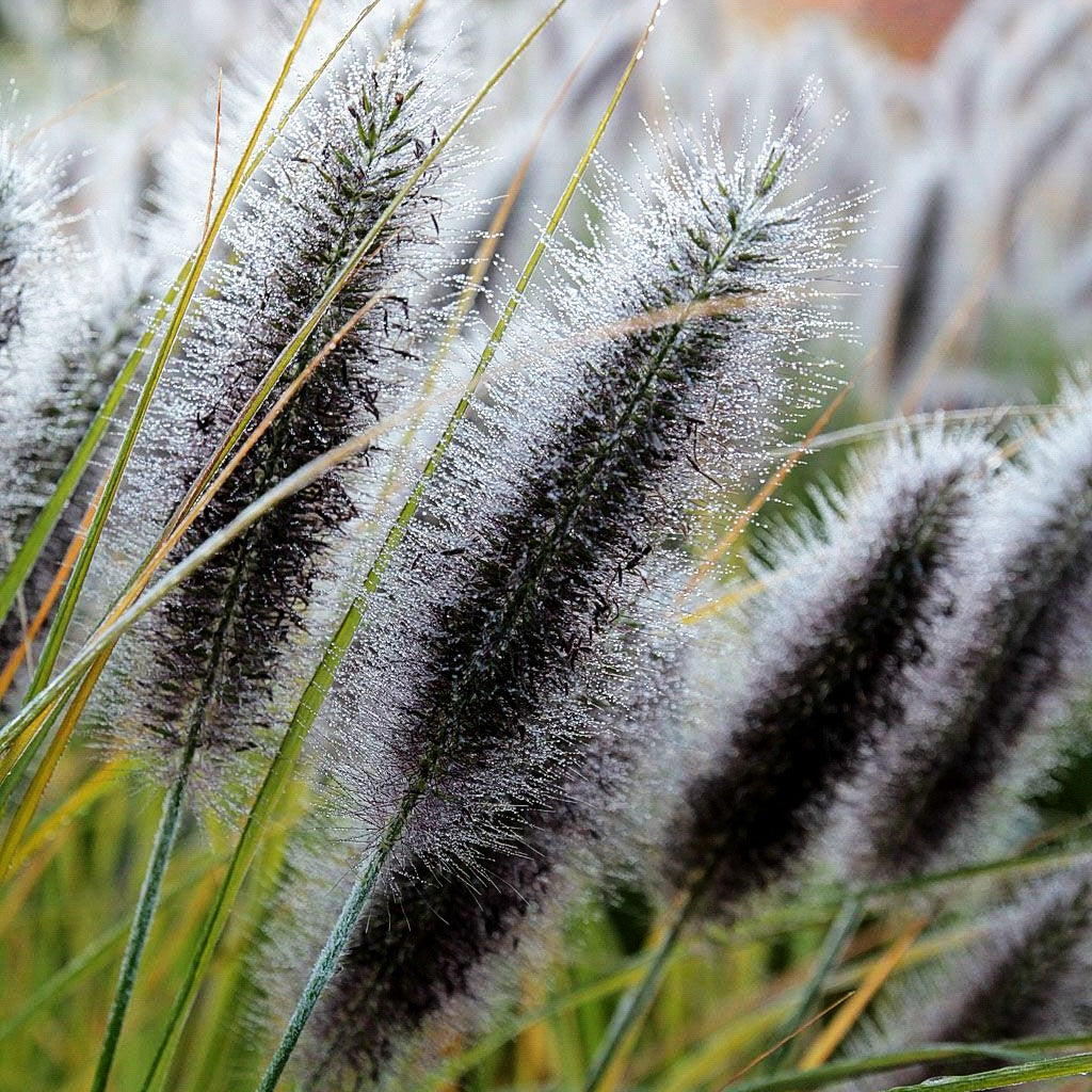 Lampenputzergras (Pennisetum alopecuroides var.viridescens)