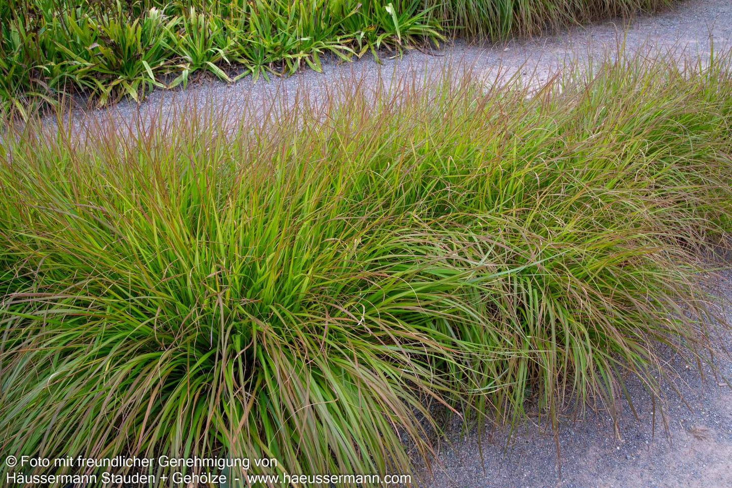 Lampenputzergras (Pennisetum alopecuroides var.viridescens)