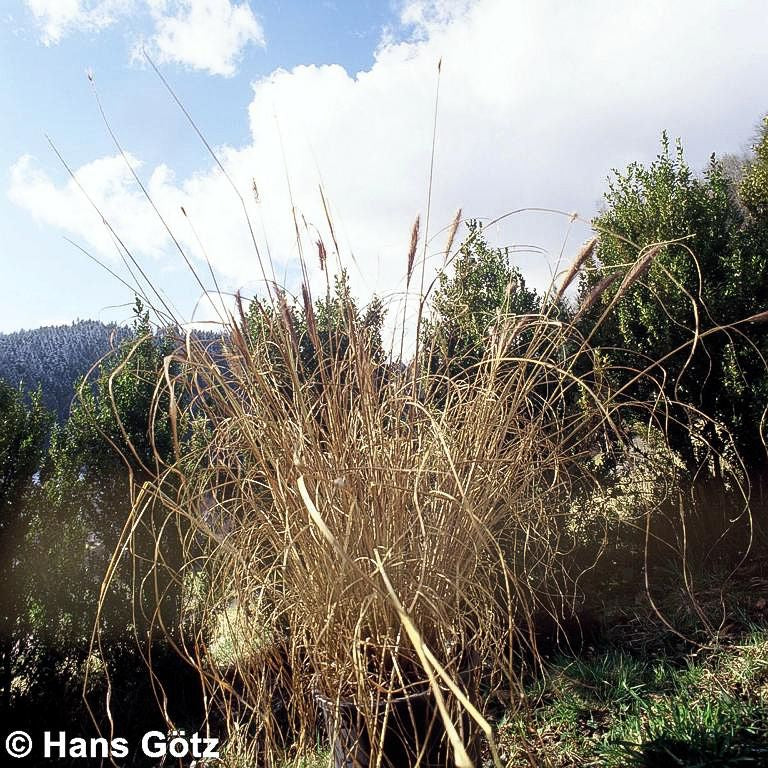 Lampenputzergras (Pennisetum alopecuroides var.viridescens)