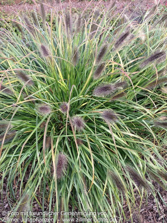 Lampenputzergras 'Red Head' (Pennisetum alopecuroides)