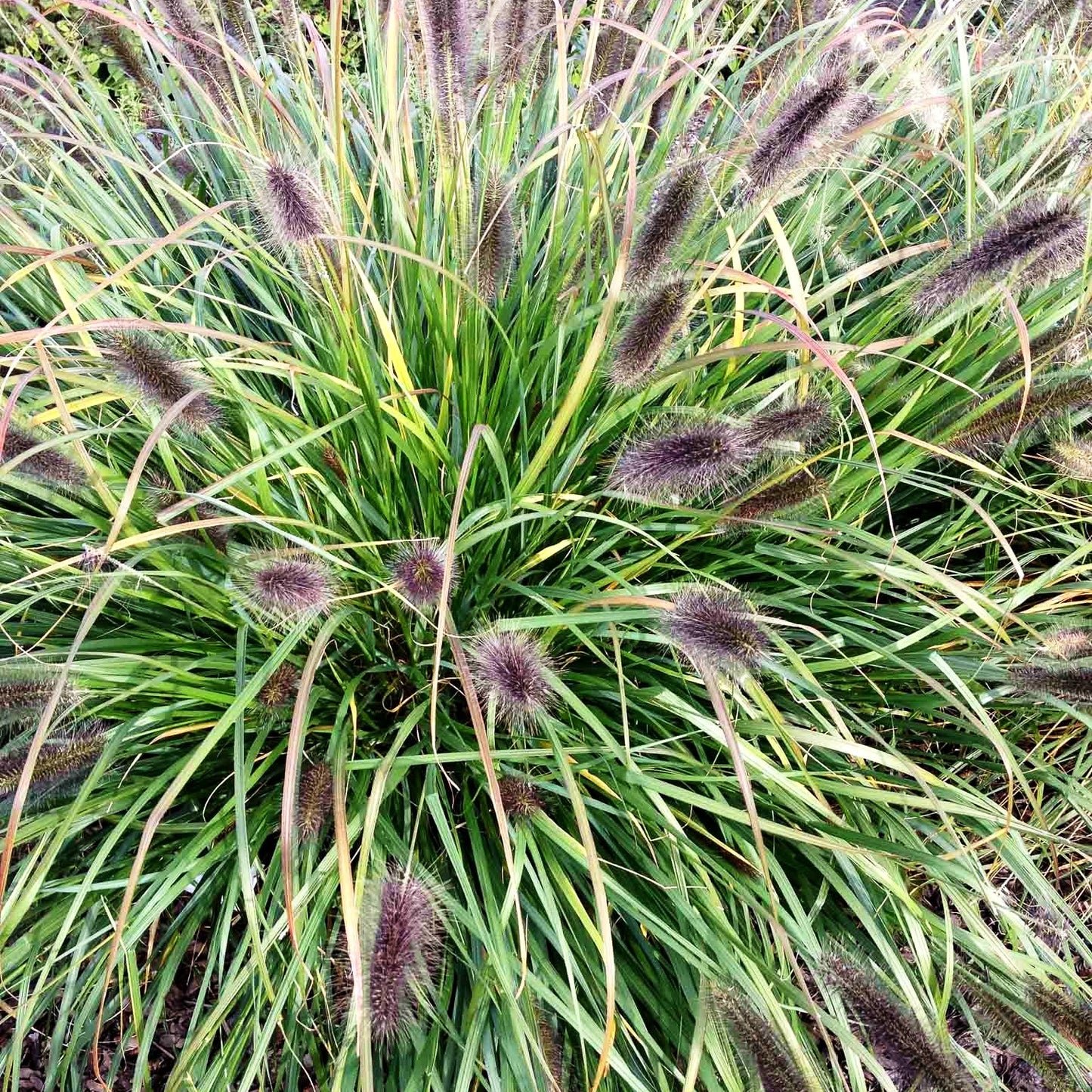 Lampenputzergras 'Red Head' (Pennisetum alopecuroides)