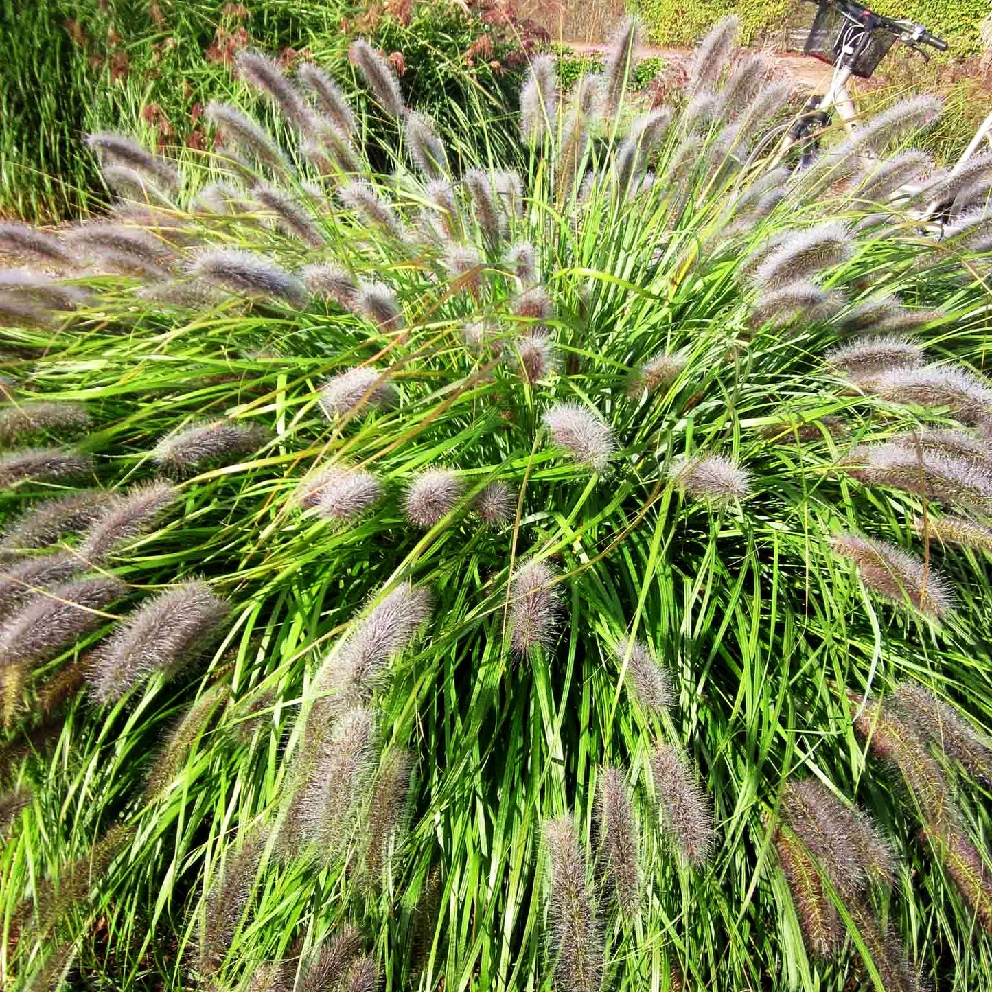 Lampenputzergras 'Red Head' (Pennisetum alopecuroides)