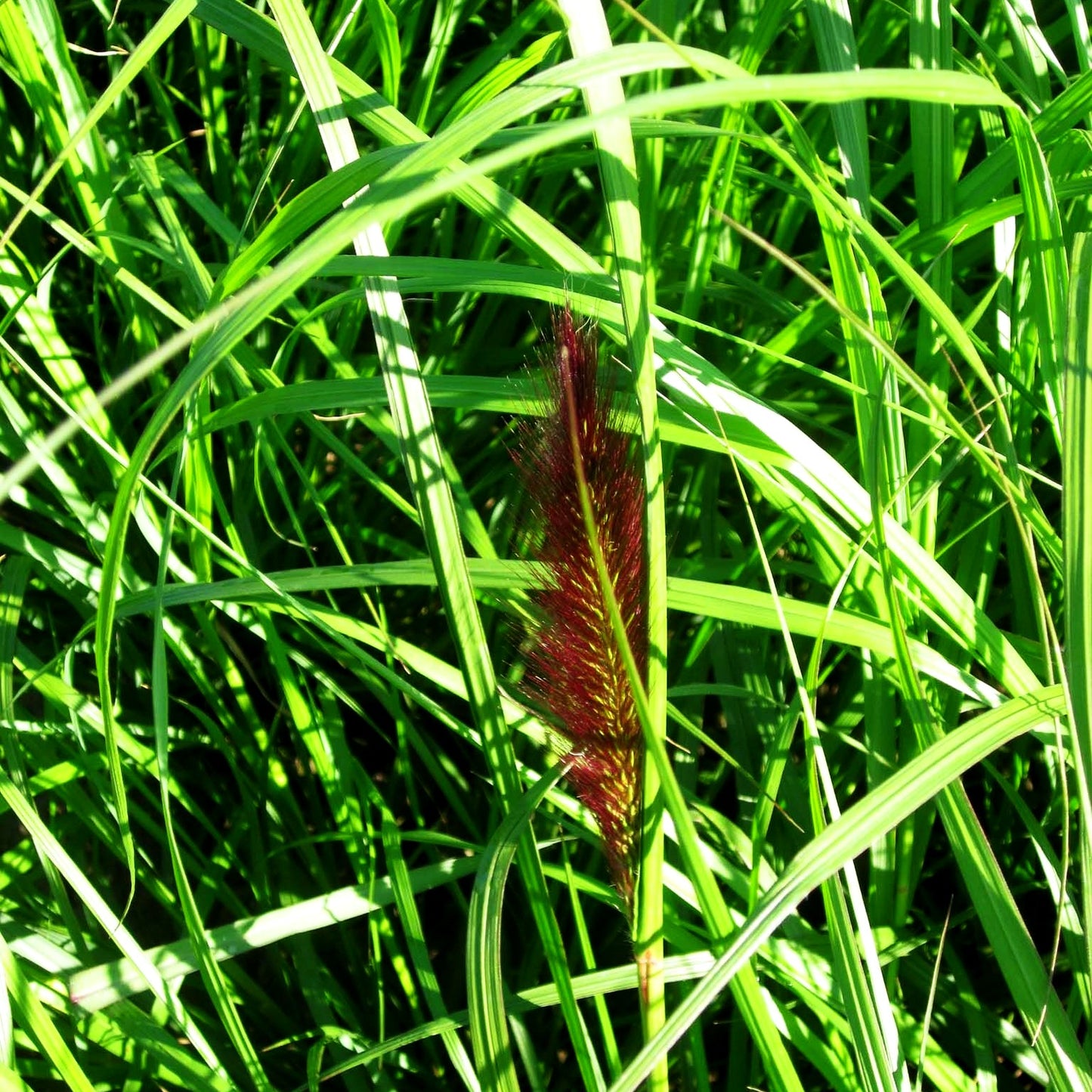Lampenputzergras 'Red Head' (Pennisetum alopecuroides)