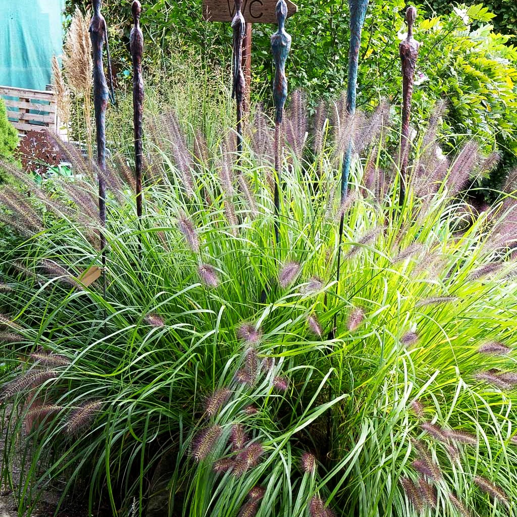 Lampenputzergras 'Red Head' (Pennisetum alopecuroides)