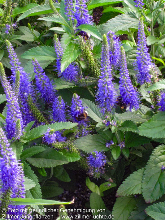 Langblättriger Ehrenpreis 'Blauriesin' (Veronica longifolia)