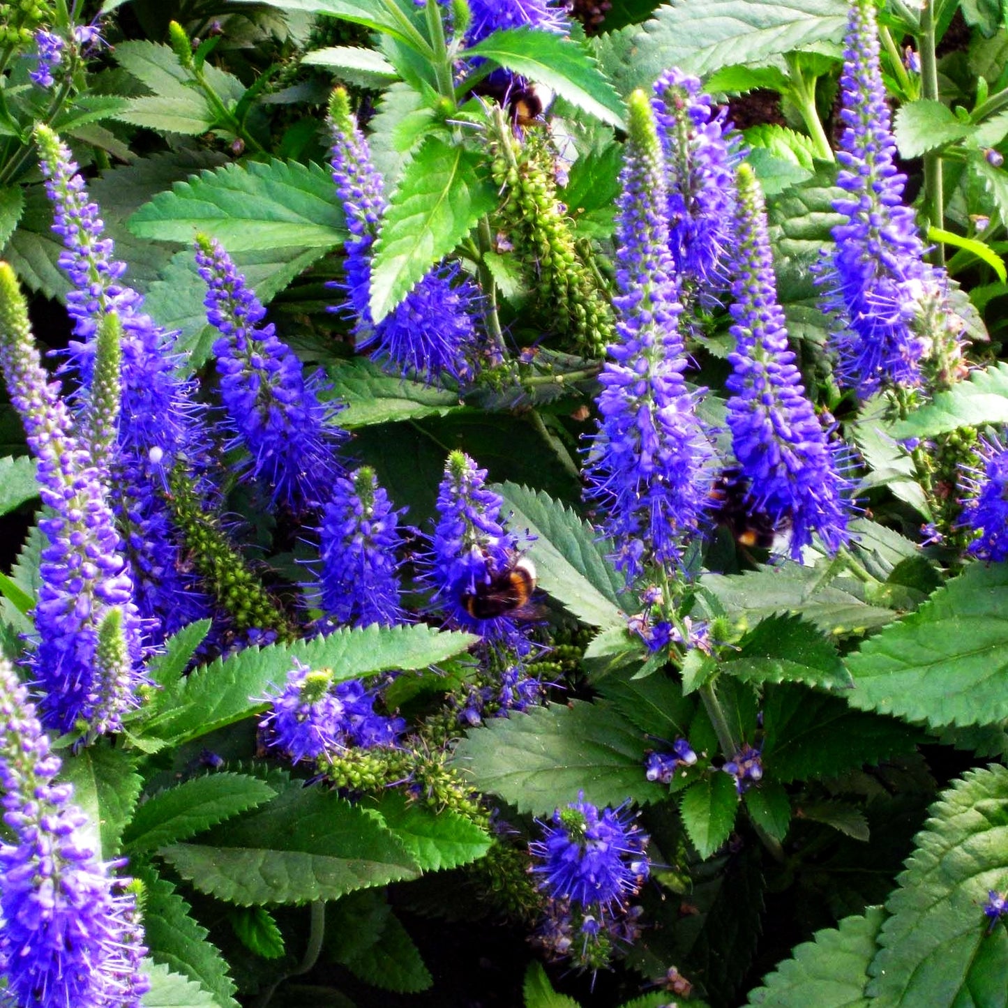 Langblättriger Ehrenpreis 'Blauriesin' (Veronica longifolia)