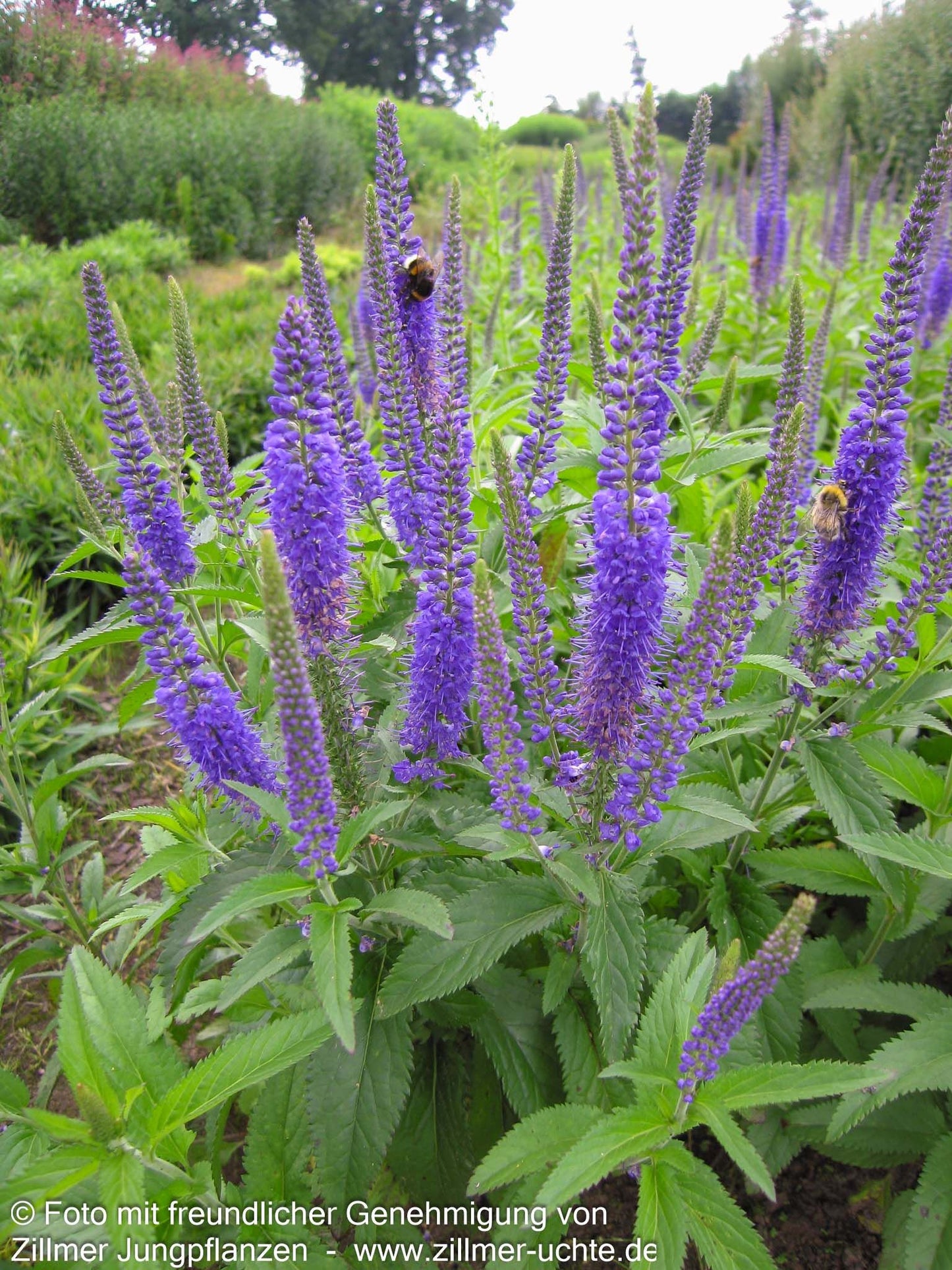 Langblättriger Ehrenpreis 'Blauriesin' (Veronica longifolia)
