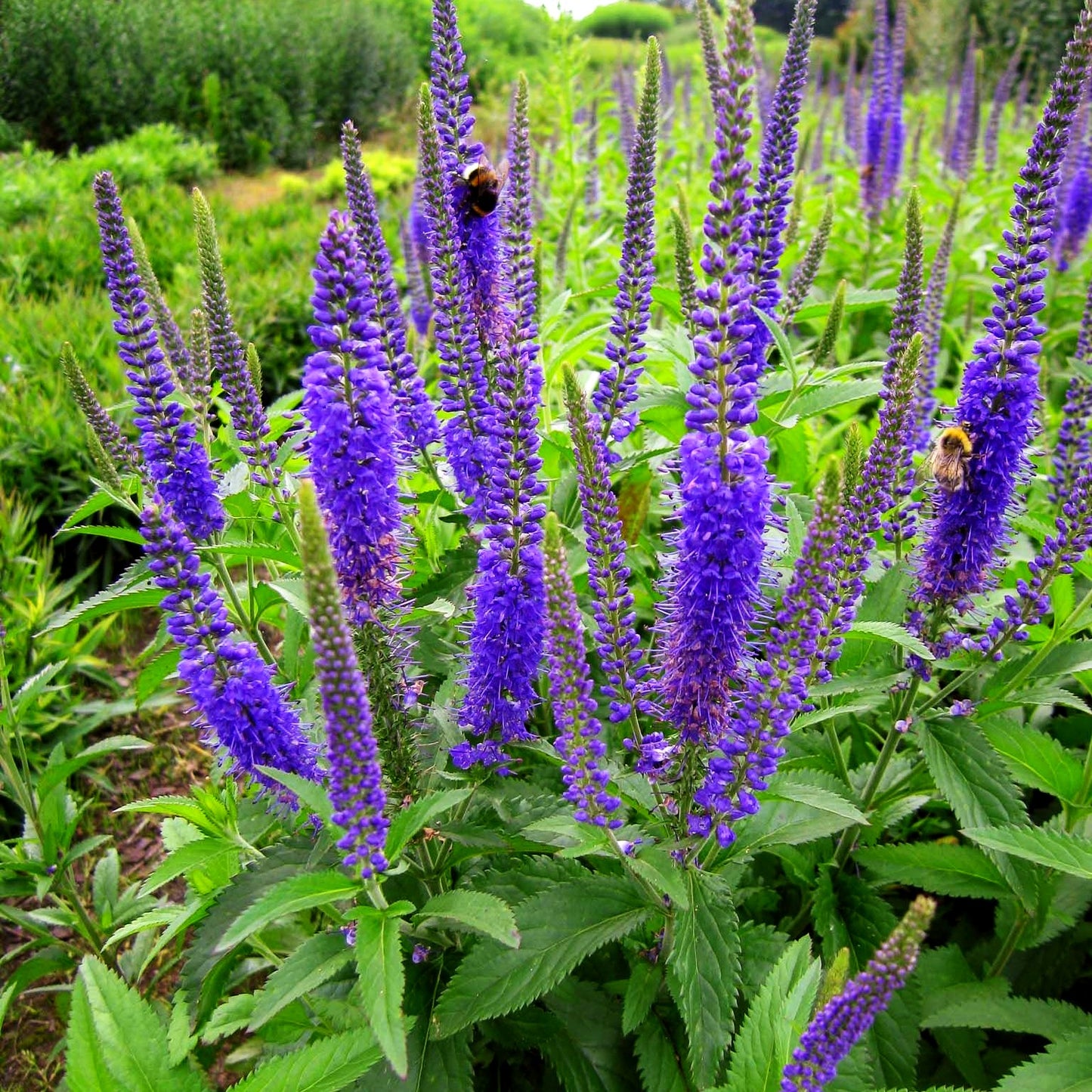 Langblättriger Ehrenpreis 'Blauriesin' (Veronica longifolia)