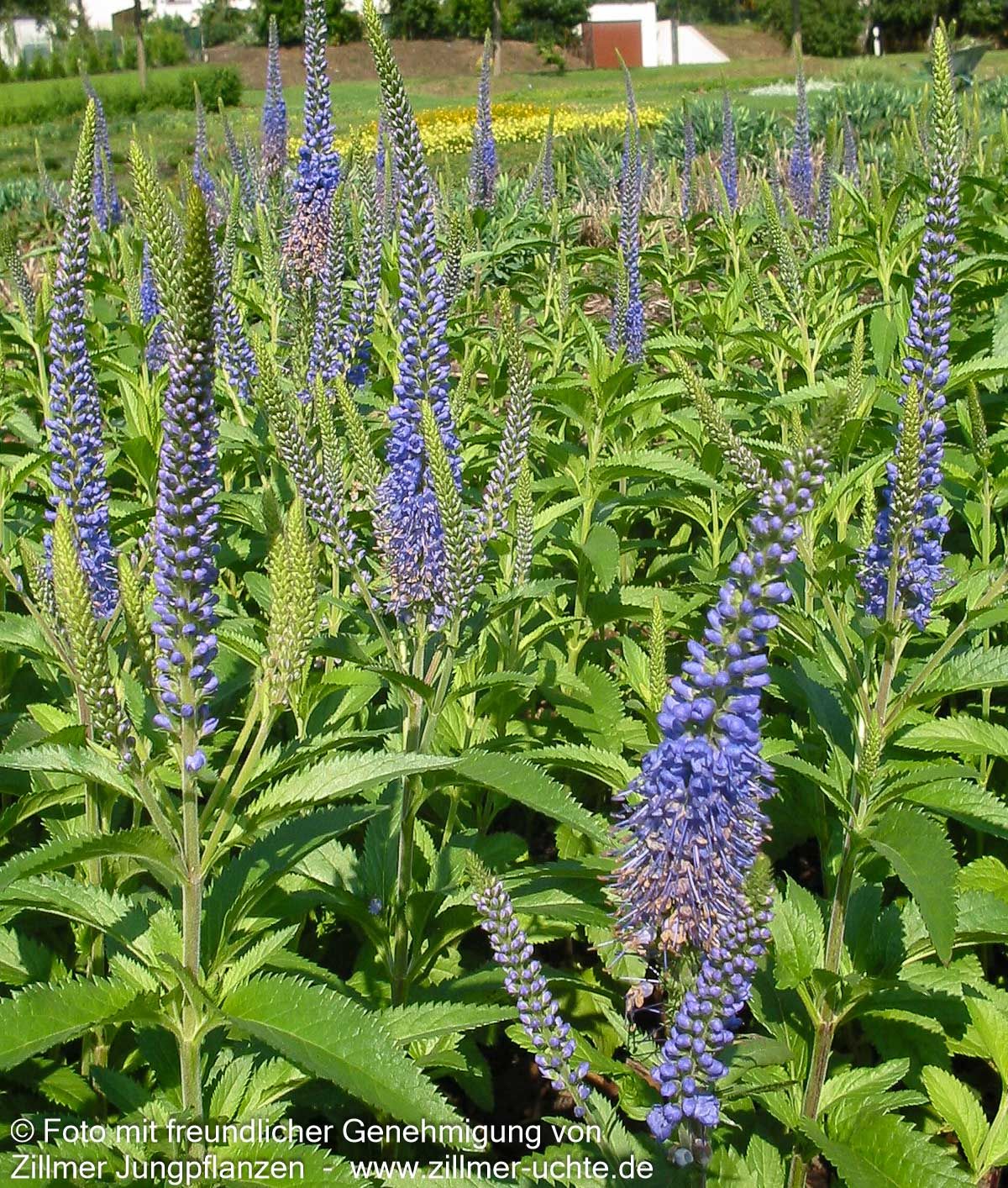 Langblättriger Ehrenpreis 'Blauriesin' (Veronica longifolia)