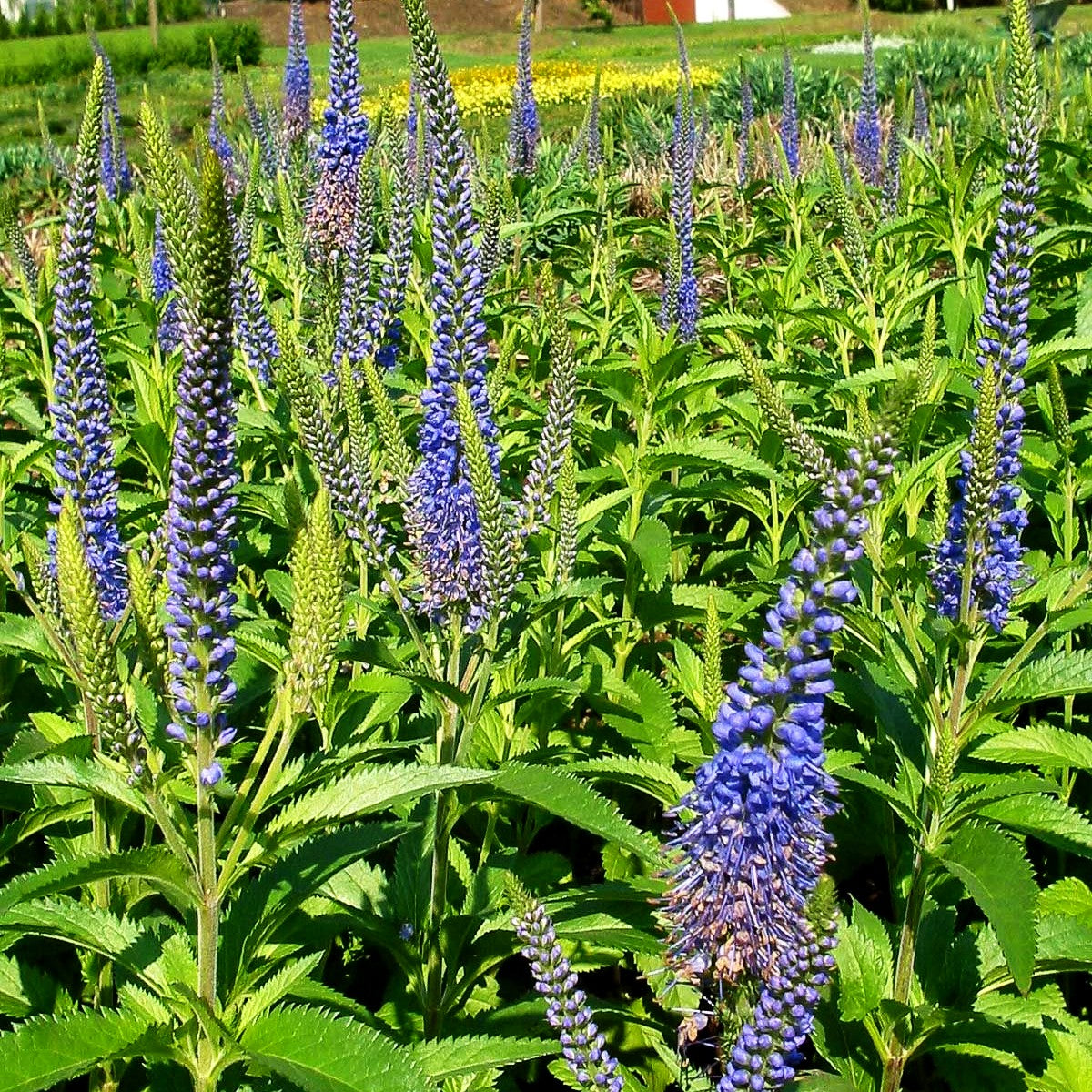 Langblättriger Ehrenpreis 'Blauriesin' (Veronica longifolia)