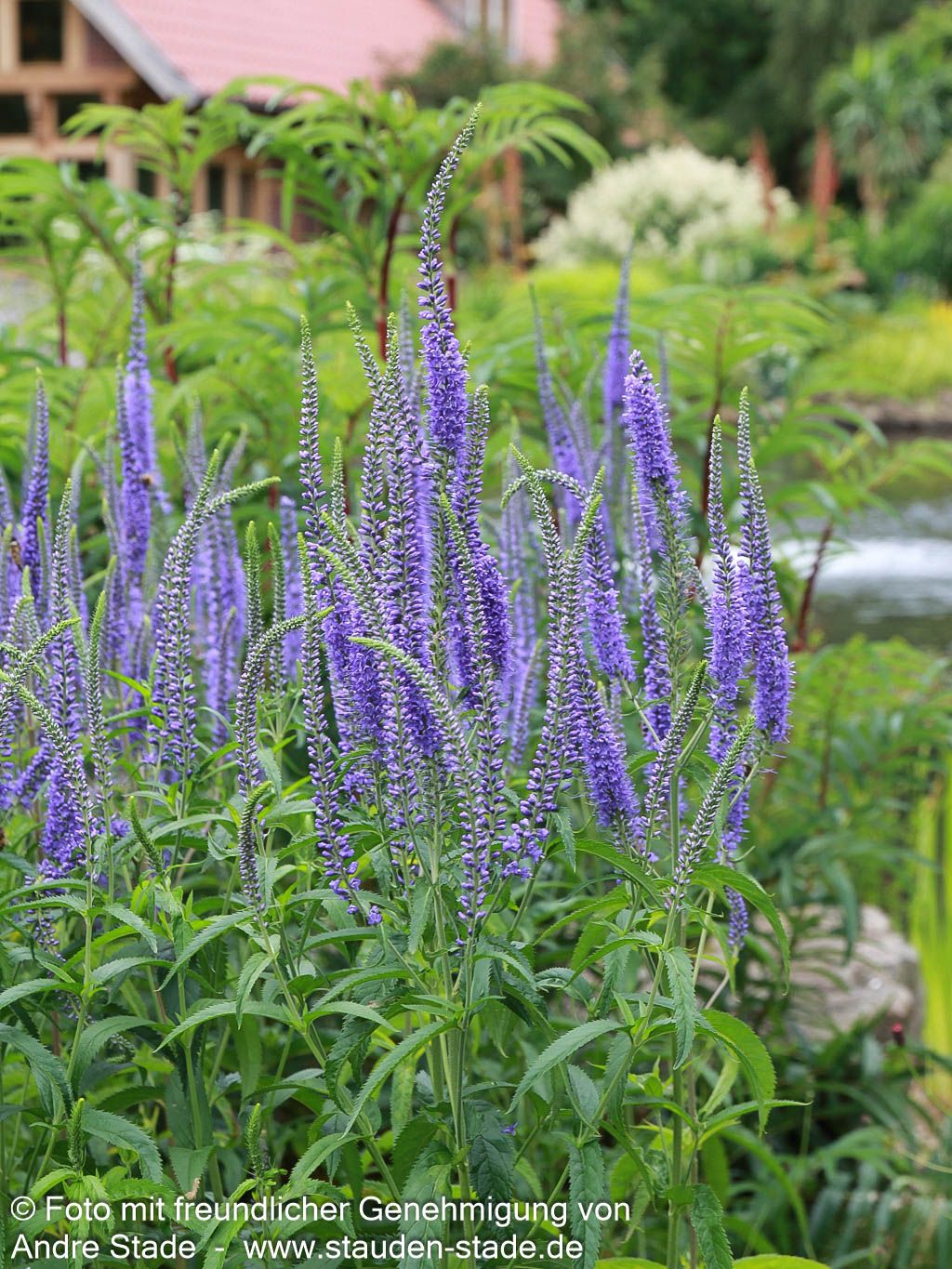 Langblättriger Ehrenpreis 'Blauriesin' (Veronica longifolia)