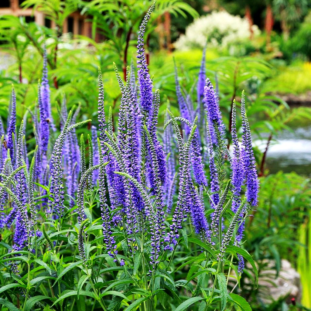 Langblättriger Ehrenpreis 'Blauriesin' (Veronica longifolia)