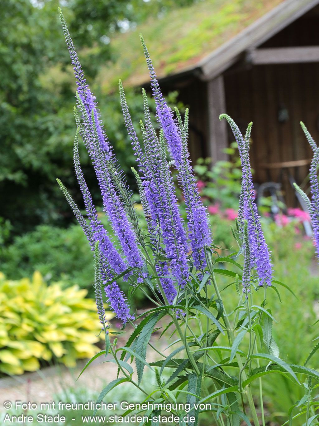 Langblättriger Ehrenpreis 'Blauriesin' (Veronica longifolia)