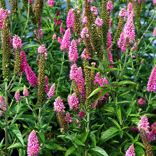 Langblättriger Ehrenpreis 'First Love' (Veronica longifolia)
