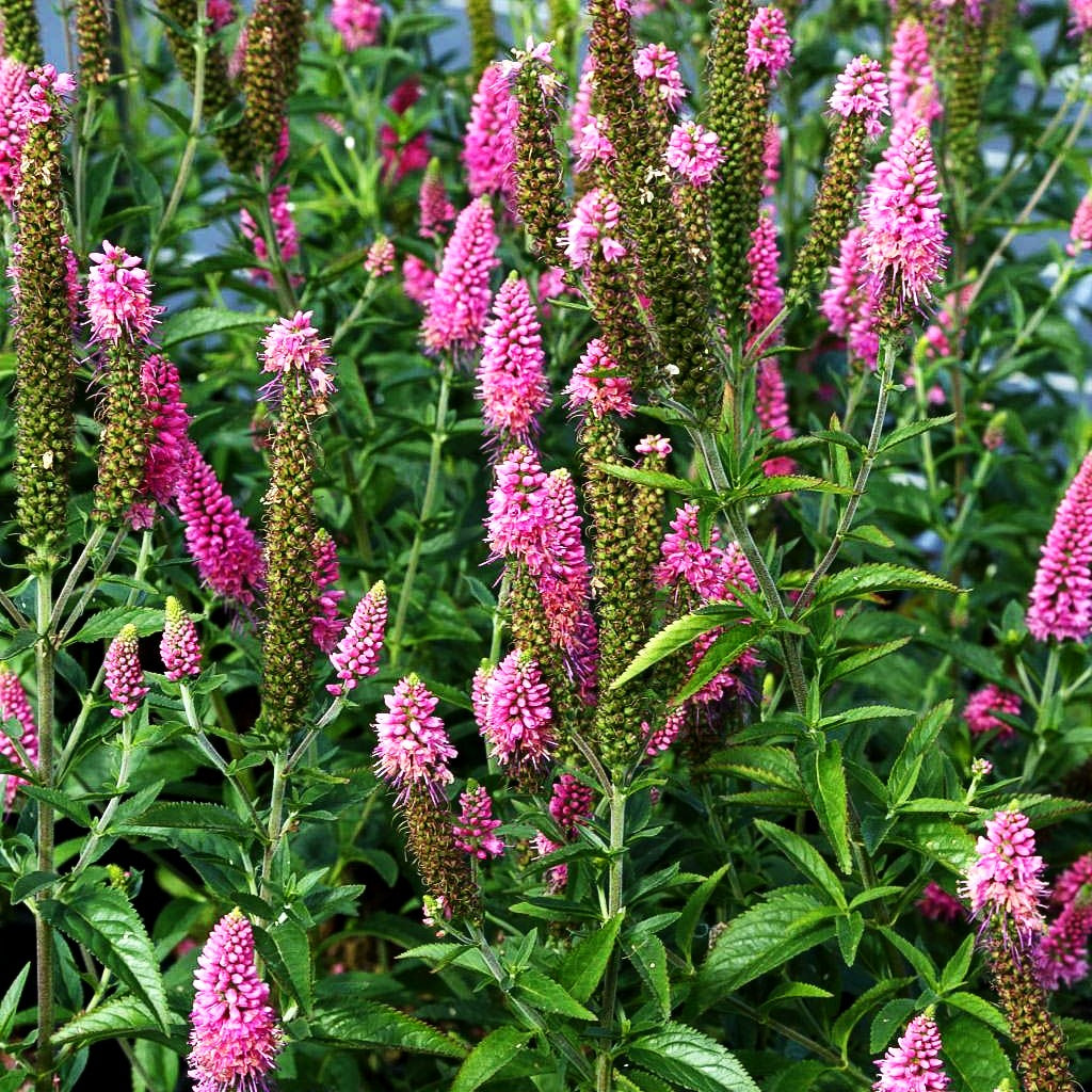 Langblättriger Ehrenpreis 'First Love' (Veronica longifolia)