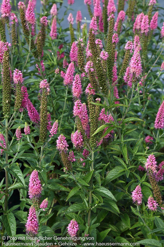 Langblättriger Ehrenpreis 'First Love' (Veronica longifolia)