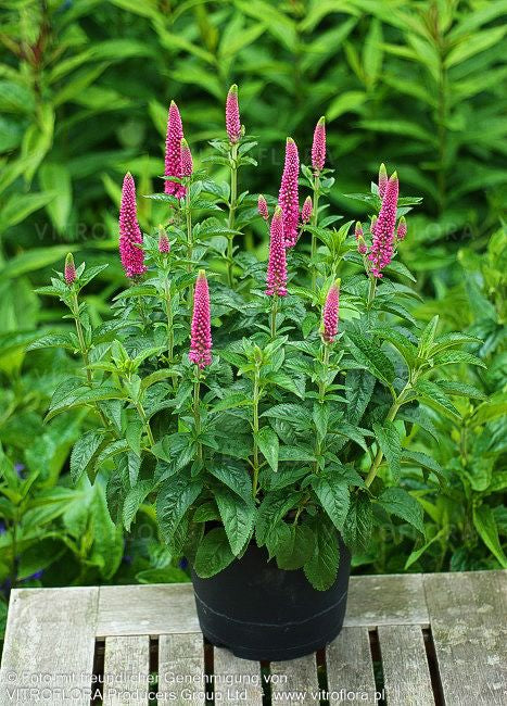 Langblättriger Ehrenpreis 'First Love' (Veronica longifolia)
