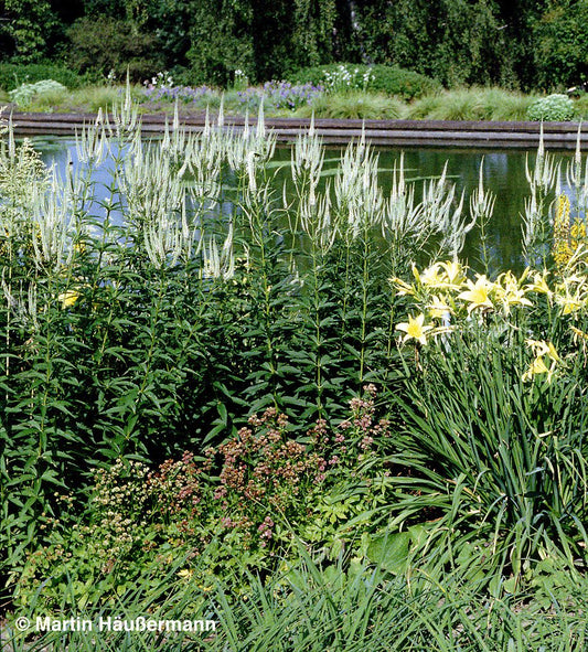 Langblättriger Ehrenpreis 'Schneeriesin' (Veronica longifolia)