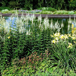 Langblättriger Ehrenpreis 'Schneeriesin' (Veronica longifolia)