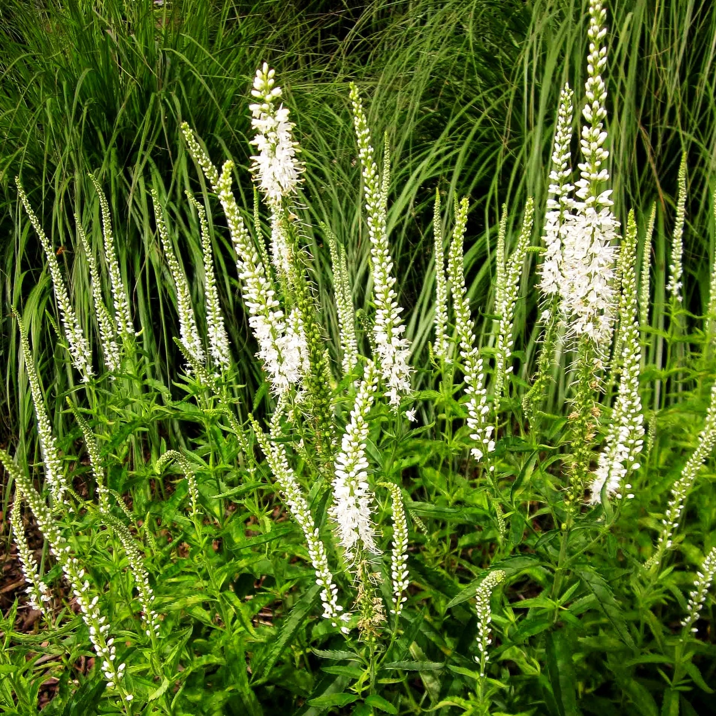 Langblättriger Ehrenpreis 'Schneeriesin' (Veronica longifolia)