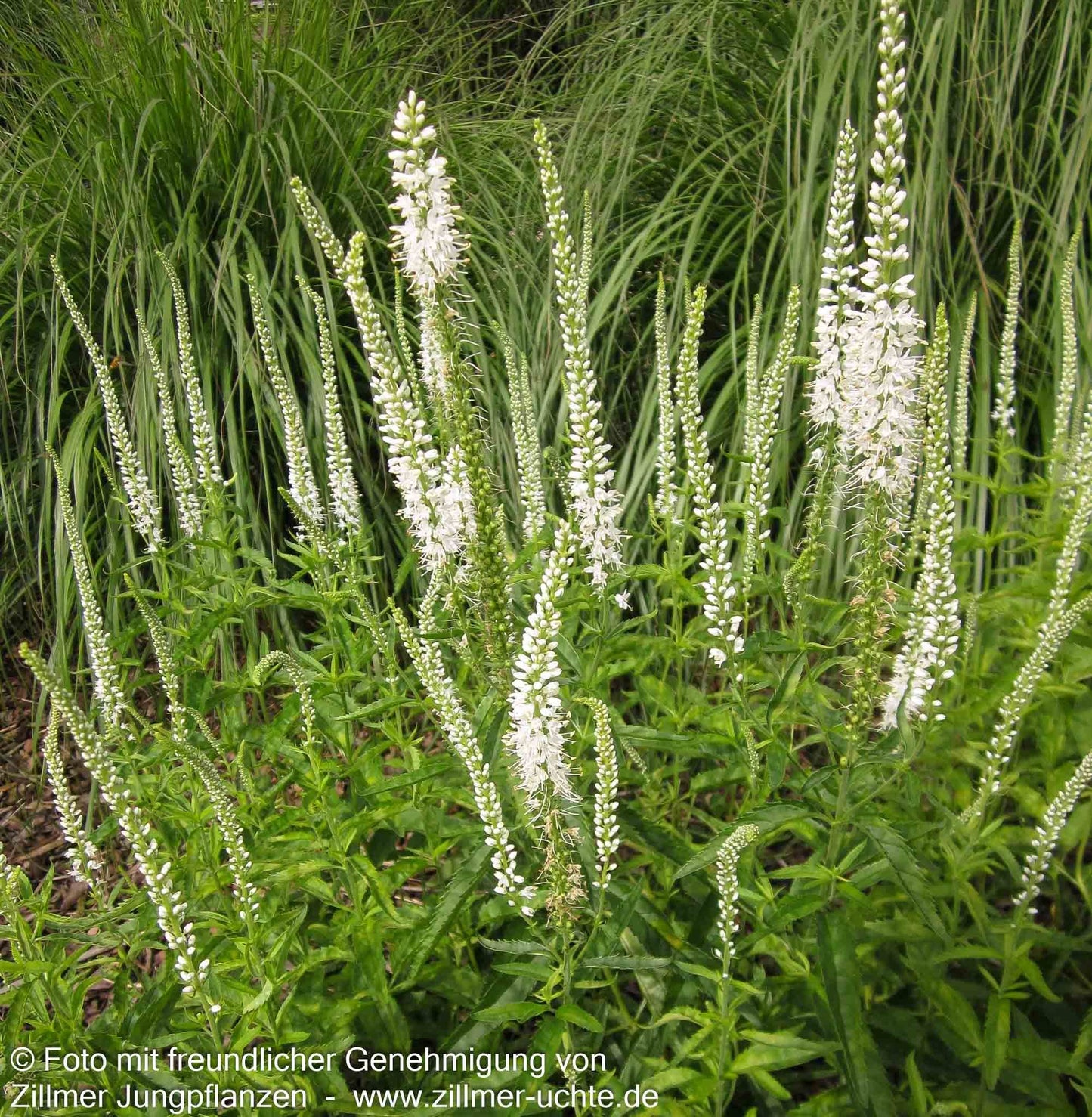 Langblättriger Ehrenpreis 'Schneeriesin' (Veronica longifolia)