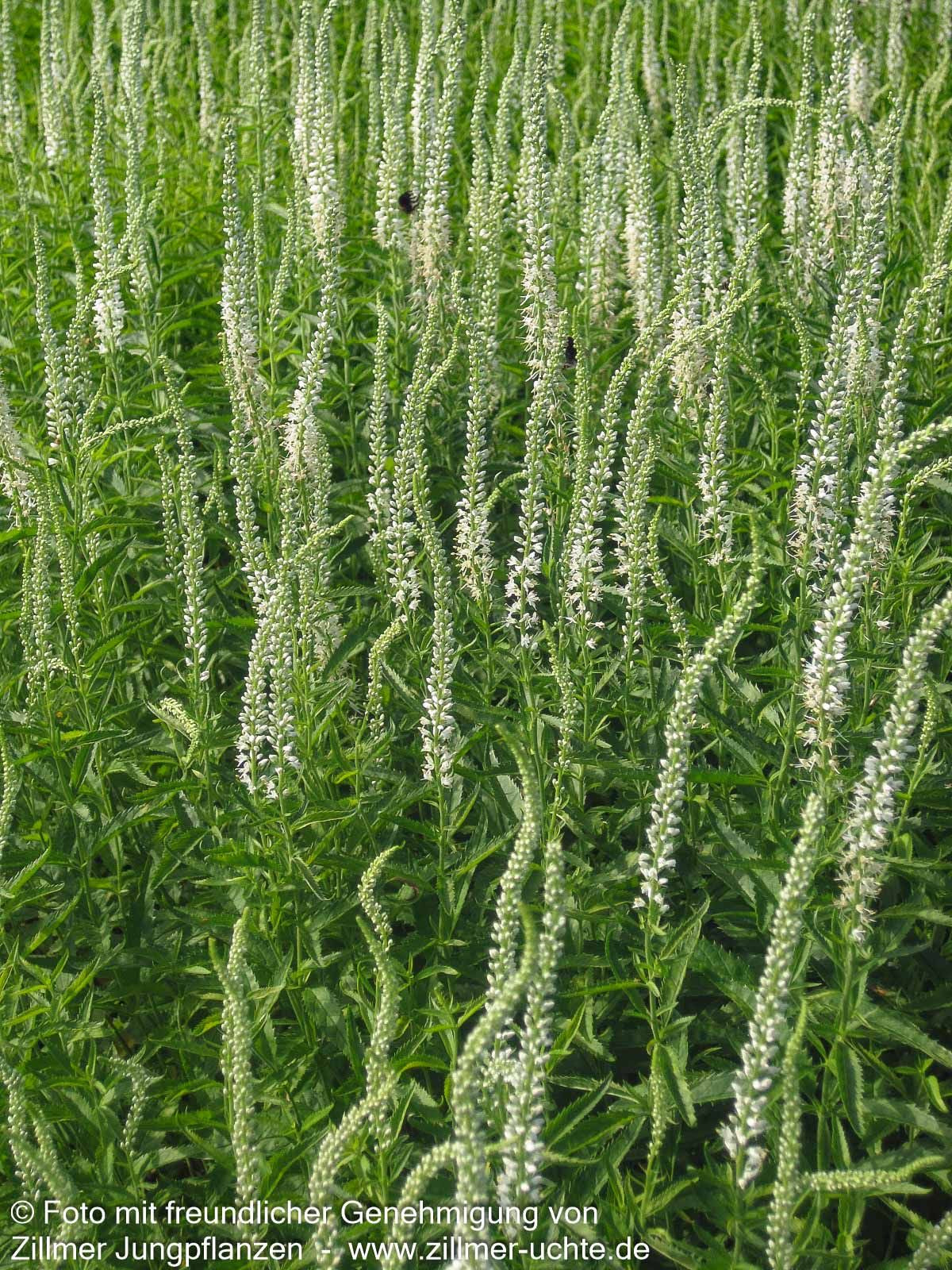 Langblättriger Ehrenpreis 'Schneeriesin' (Veronica longifolia)