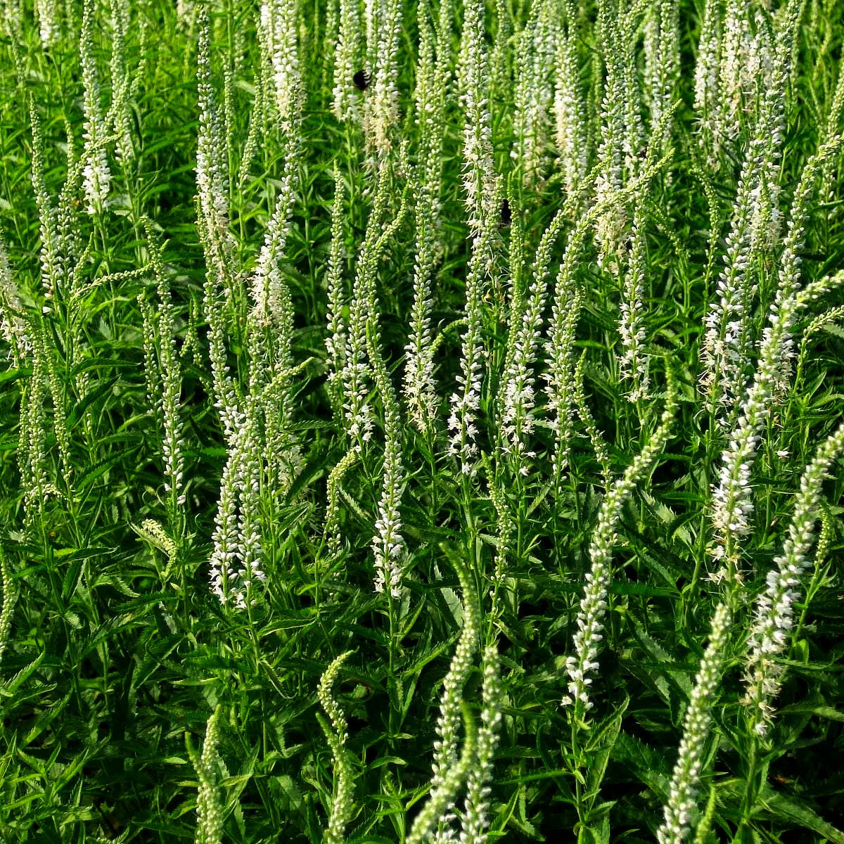 Langblättriger Ehrenpreis 'Schneeriesin' (Veronica longifolia)