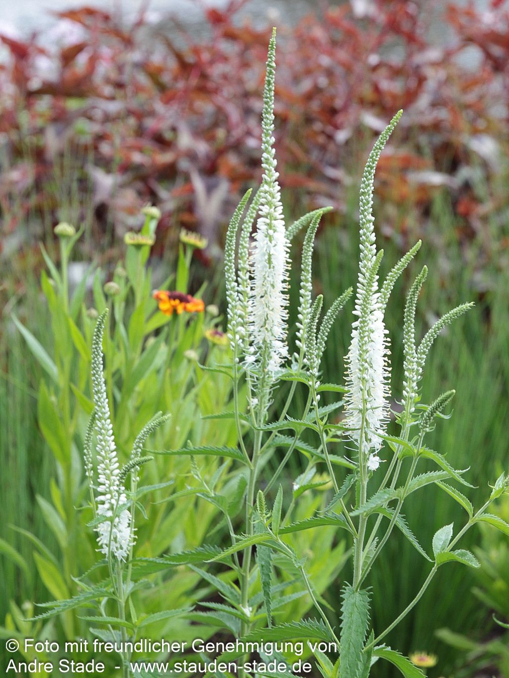 Langblättriger Ehrenpreis 'Schneeriesin' (Veronica longifolia)