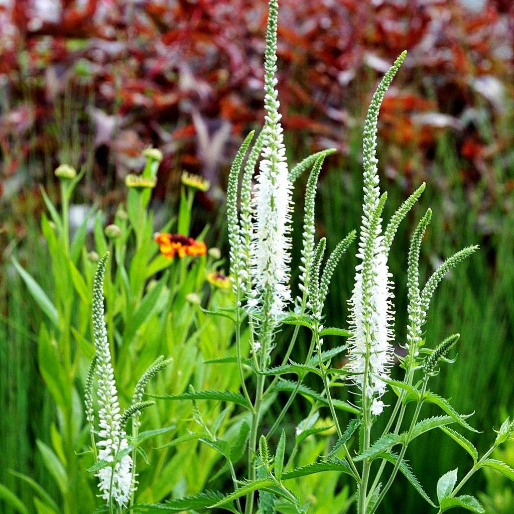 Langblättriger Ehrenpreis 'Schneeriesin' (Veronica longifolia)