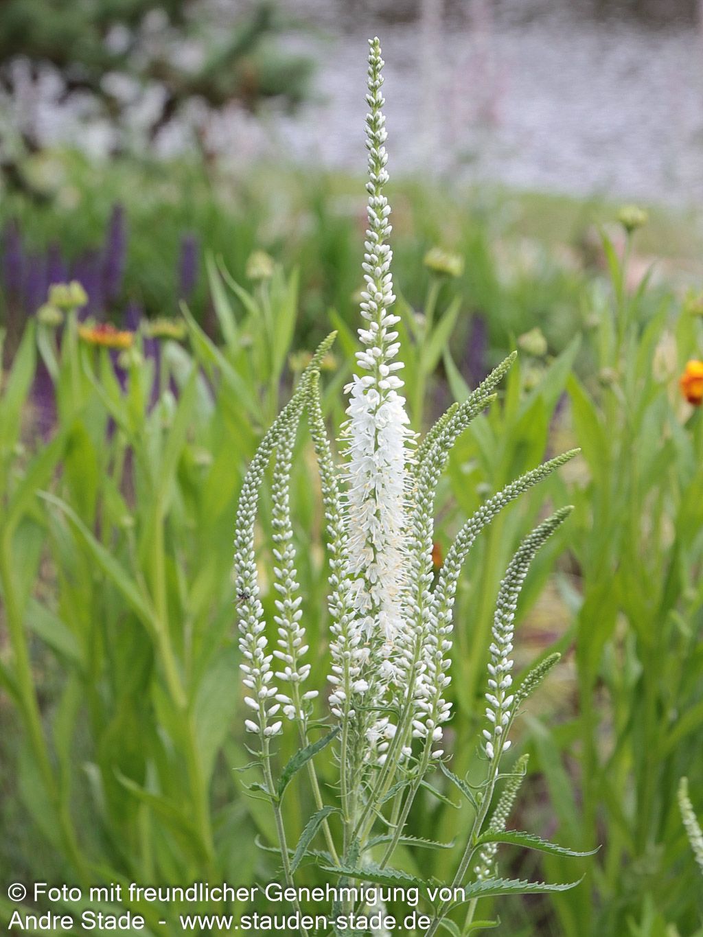 Langblättriger Ehrenpreis 'Schneeriesin' (Veronica longifolia)