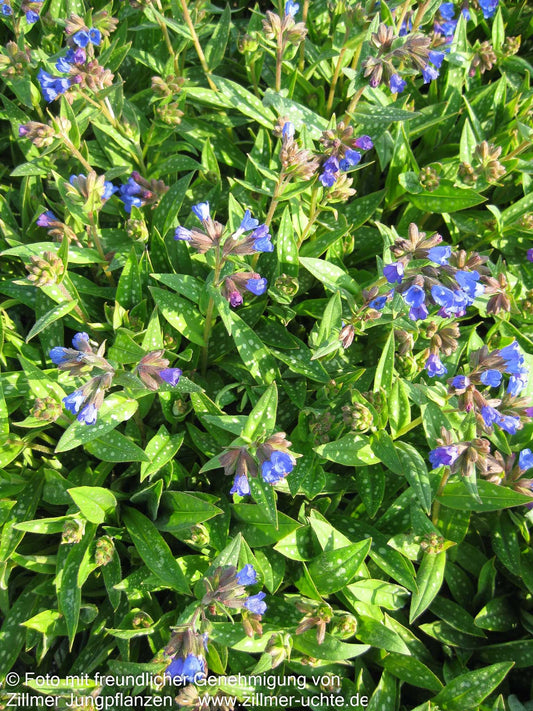 Langblättriges Lungenkraut 'Blauer Hügel' (Pulmonaria longifolia)