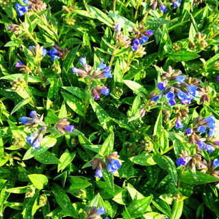 Langblättriges Lungenkraut 'Blauer Hügel' (Pulmonaria longifolia)