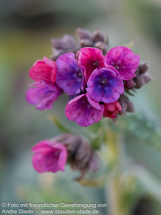 Langblättriges Lungenkraut 'Raspberry Splash' (Pulmonaria longifolia)