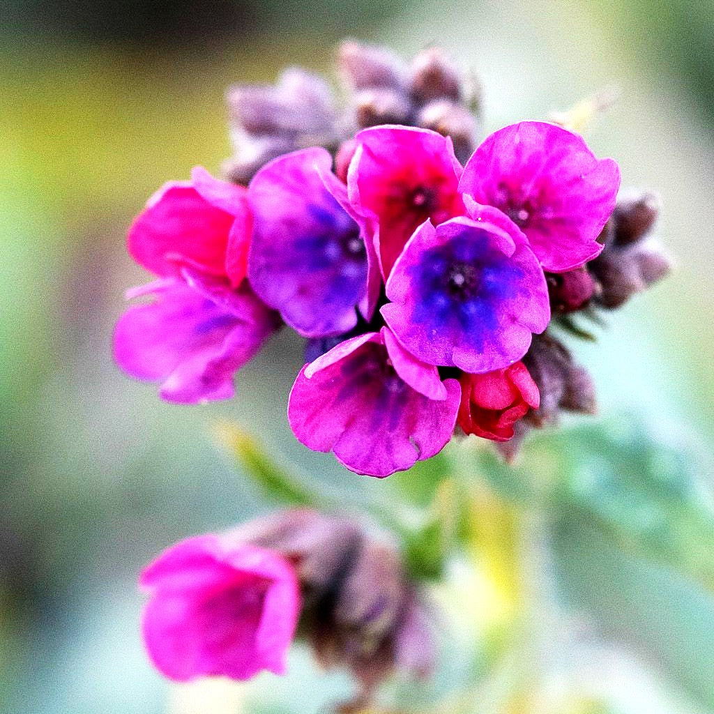 Langblättriges Lungenkraut 'Raspberry Splash' (Pulmonaria longifolia)