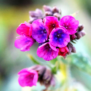 Langblättriges Lungenkraut 'Raspberry Splash' (Pulmonaria longifolia)