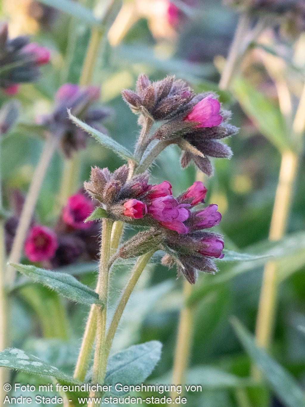 Langblättriges Lungenkraut 'Raspberry Splash' (Pulmonaria longifolia)