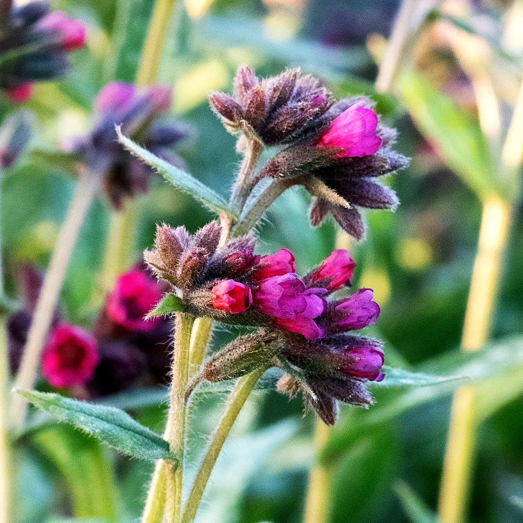 Langblättriges Lungenkraut 'Raspberry Splash' (Pulmonaria longifolia)