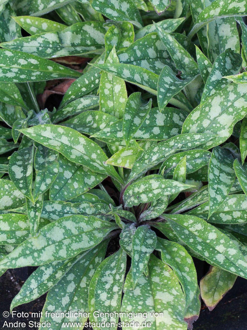 Langblättriges Lungenkraut 'Raspberry Splash' (Pulmonaria longifolia)