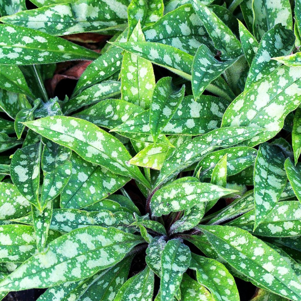 Langblättriges Lungenkraut 'Raspberry Splash' (Pulmonaria longifolia)